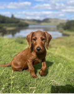 F1 mini labradoodle puppy