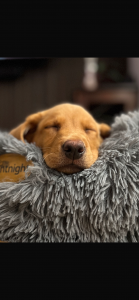 Fox Red Labrador puppy