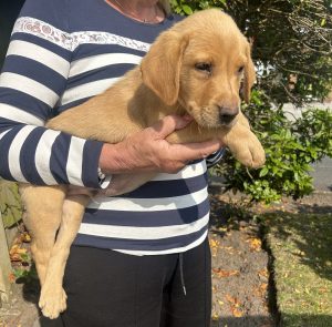 Labrador puppy for sale 