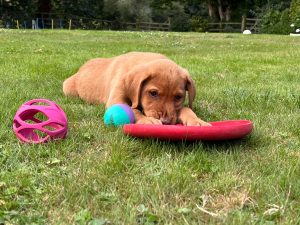 b6bc86e7 0bed 47d0 a73b 14d8226b19a1 Fox Red Labradors And Friends