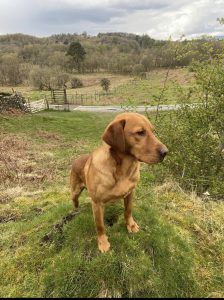 Fox Red Labrador stud