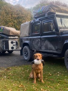 Fox Red Labrador stud