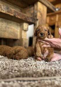 F1 mini labradoodle puppy