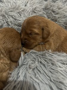 F1 Mini Labradoodles 