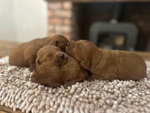 IMG 2355 Fox Red Labradors And Friends