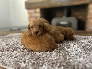 F1 mini labradoodle puppies