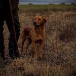 Fox Red Labrador stud