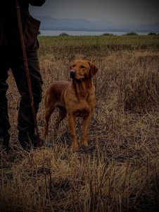 Fox Red Labrador stud 