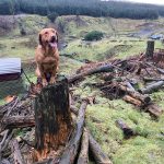 Fox Red Labrador stud