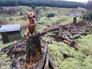 Fox Red Labrador stud