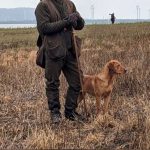 Fox Red Labrador stud