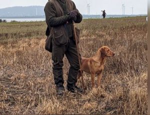 Fox Red Labrador stud