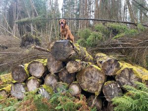 Fox Red Labrador stud 