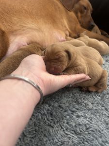 Fox Red Labrador puppies 