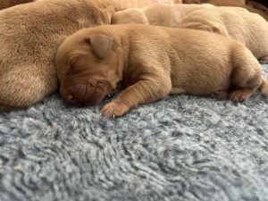 Fox Red Labrador puppies 