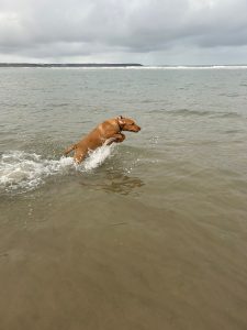 88e1d54d 0149 4c5a ac33 14df9a70808a Fox Red Labradors And Friends