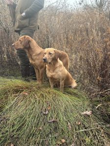 Fox Red Labrador 