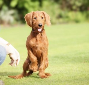 dc0b94a3 e851 4379 afb0 9b8d81e75f87 Fox Red Labradors And Friends