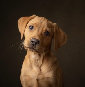 1742050f 1456 4abd a725 3170cb88979d Fox Red Labradors And Friends