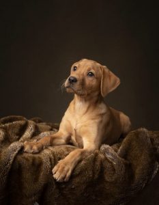 641629d4 ae91 438a b4dc 59b489016e6b Fox Red Labradors And Friends