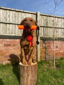 Fox Red Labrador stud 